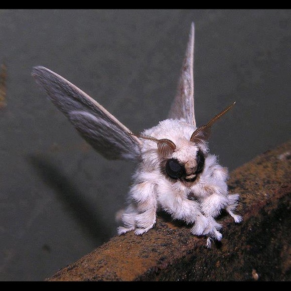 😍Bundle up your likes 😍 - Picture 10 of 16